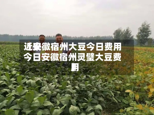 近来
【安徽宿州大豆今日费用
今日安徽宿州灵璧大豆费用
】-第3张图片