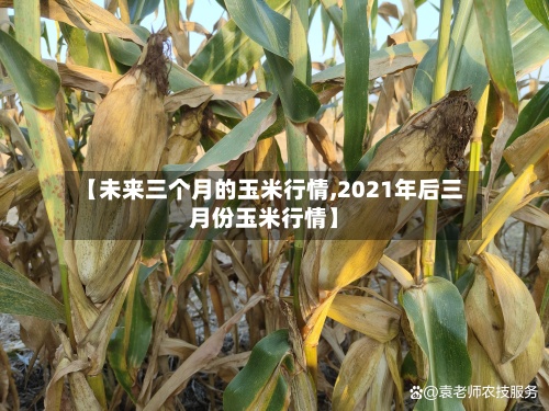 【未来三个月的玉米行情,2021年后三月份玉米行情】