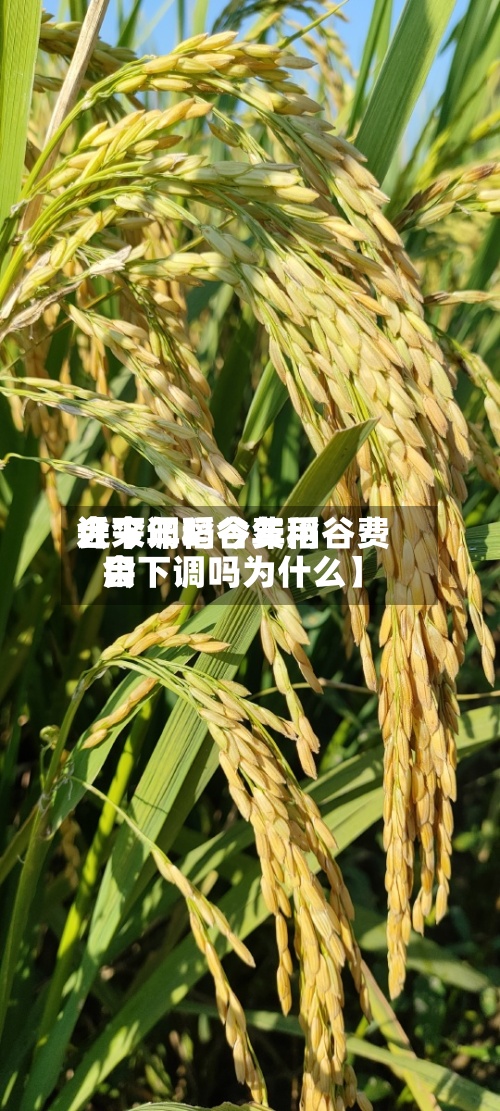 近来
【今年稻谷费用
会下调吗今年稻谷费用
会下调吗为什么】-第3张图片