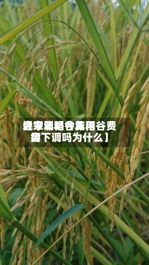 近来【今年稻谷费用会下调吗今年稻谷费用会下调吗为什么】