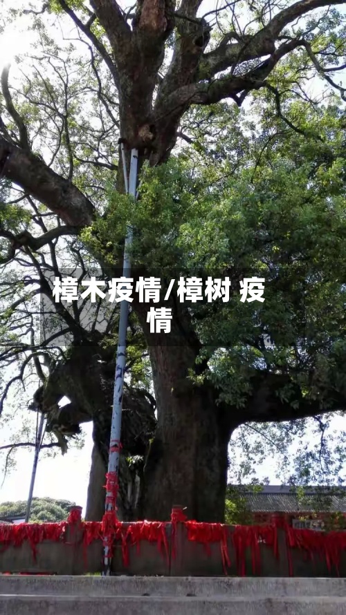 樟木疫情/樟树 疫情-第3张图片