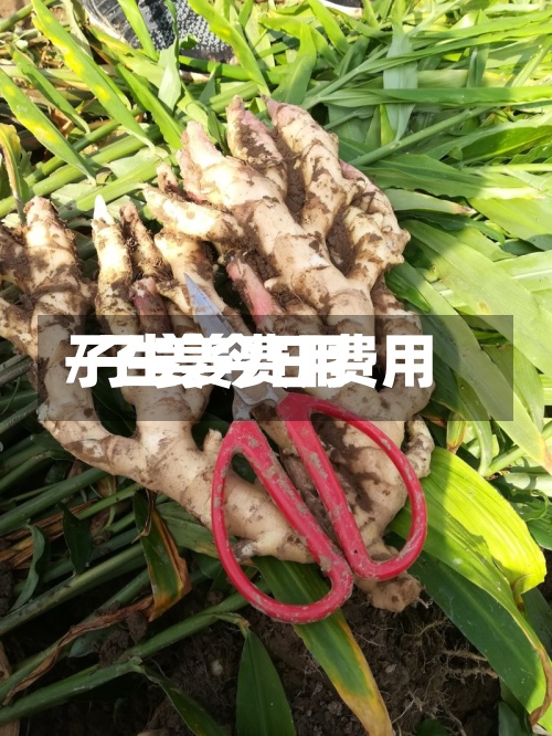 子生姜费用
/子姜今日费用
