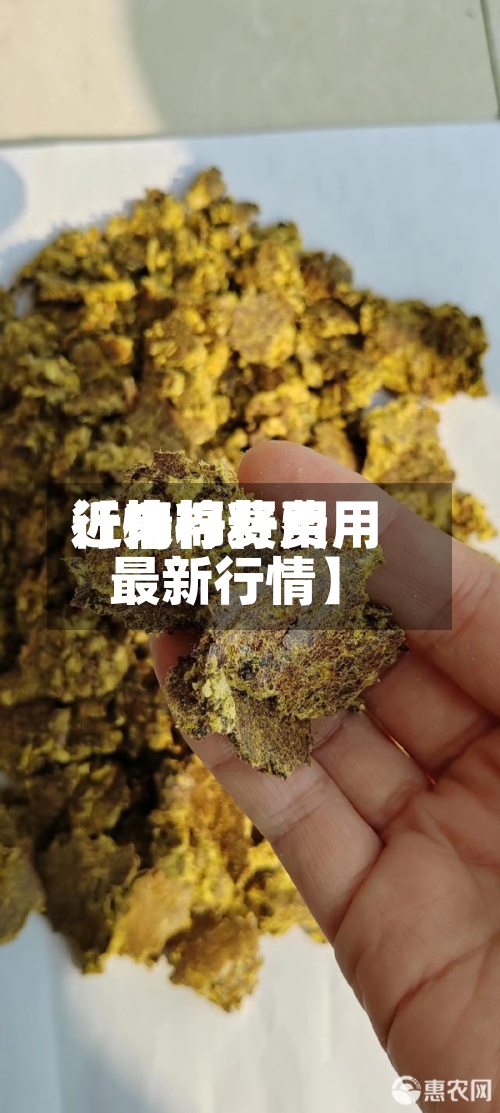 近来【棉籽费用行情棉籽费用最新行情】