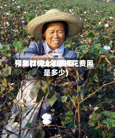 今年新棉上市费用预测(2020年新棉花费用是多少)-第2张图片