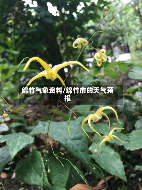 绵竹气象资料/绵竹市的天气预报