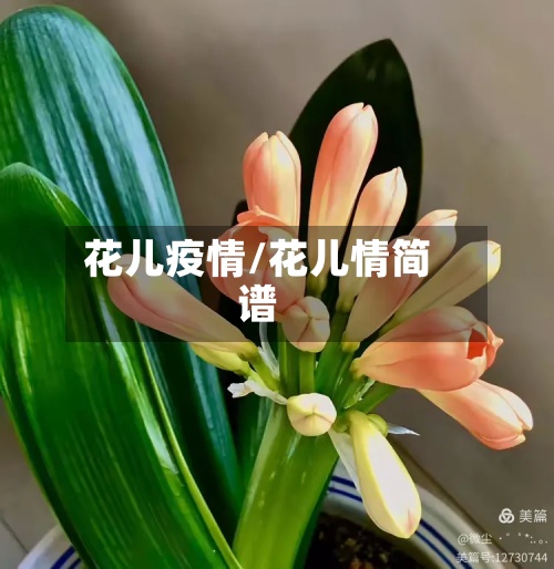 花儿疫情/花儿情简谱-第3张图片