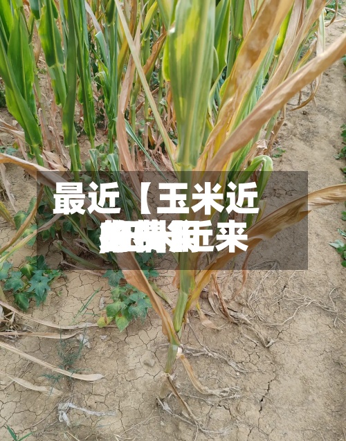 最近【玉米近来的费用,玉米近来的费用行情】