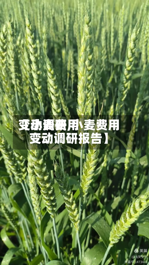 【小麦费用变动调研,小麦费用变动调研报告】