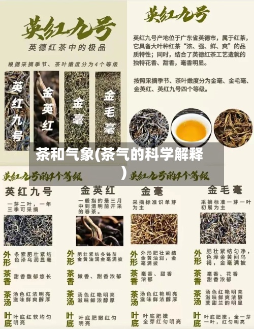 茶和气象(茶气的科学解释)