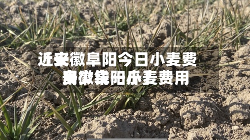 近来
【安徽阜阳今日小麦费用
安徽阜阳小麦费用
多少钱一斤】-第3张图片
