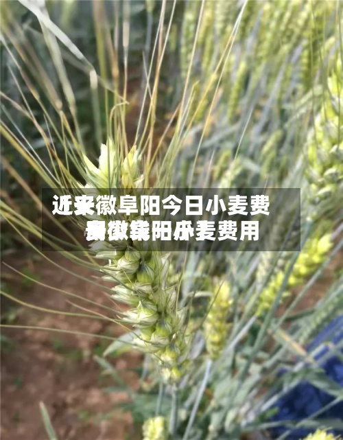 近来
【安徽阜阳今日小麦费用
安徽阜阳小麦费用
多少钱一斤】-第2张图片