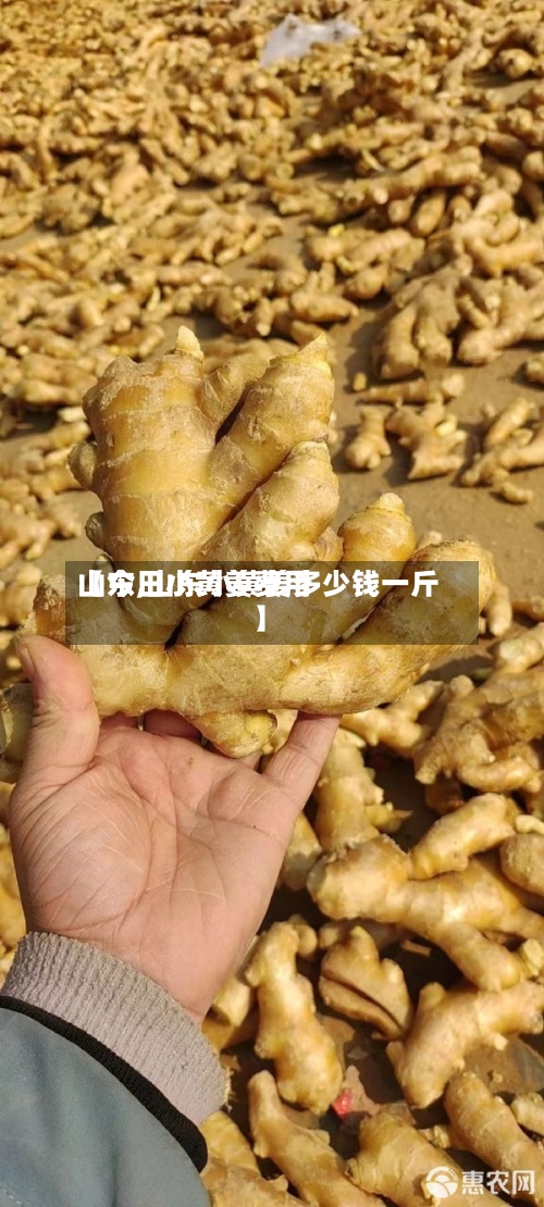 【今日小黄姜费用
山东,山东小黄姜多少钱一斤】-第2张图片