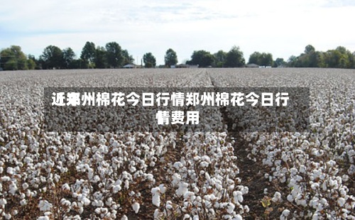 近来【郑州棉花今日行情郑州棉花今日行情费用】