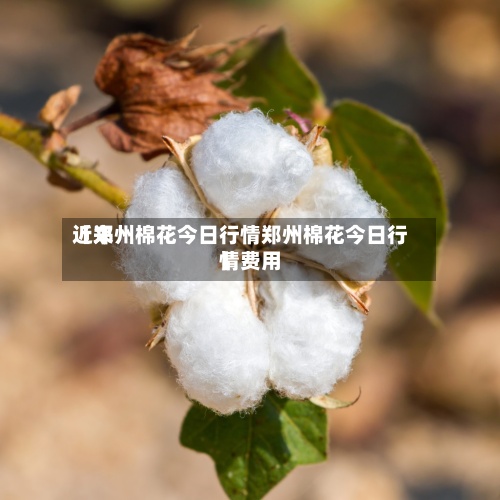 近来
【郑州棉花今日行情郑州棉花今日行情费用
】-第2张图片