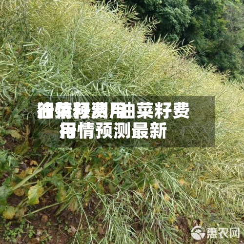 油菜籽费用行情预测/油菜籽费用行情预测最新-第3张图片