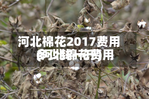 河北棉花2017费用
(河北棉花费用
多少钱一斤)