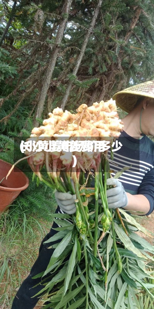 长沙小黄姜费用
(小黄姜市场价多少)-第3张图片