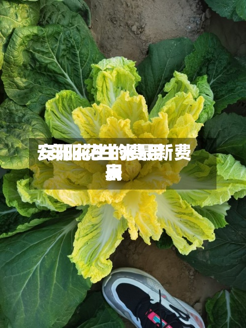 安阳花生的费用/安阳花生米最新费用表