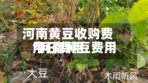 河南黄豆收购费用
/河南黄豆费用
今日费用