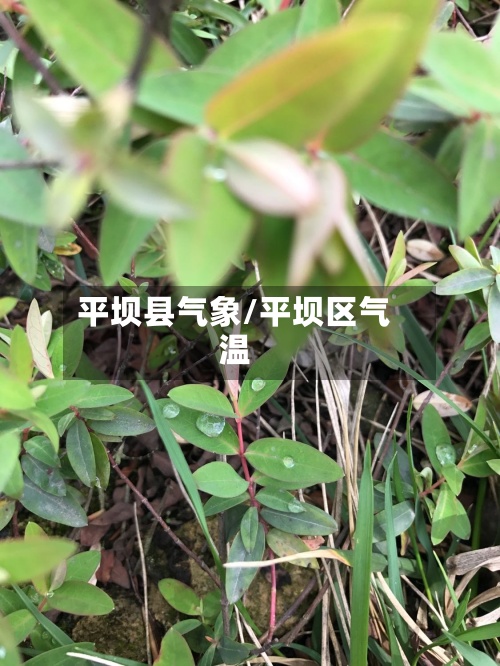 平坝县气象/平坝区气温