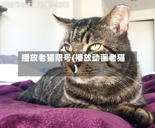 播放老猫限号(播放动画老猫)-第2张图片