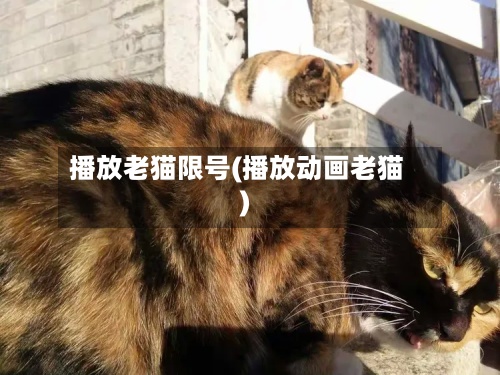 播放老猫限号(播放动画老猫)