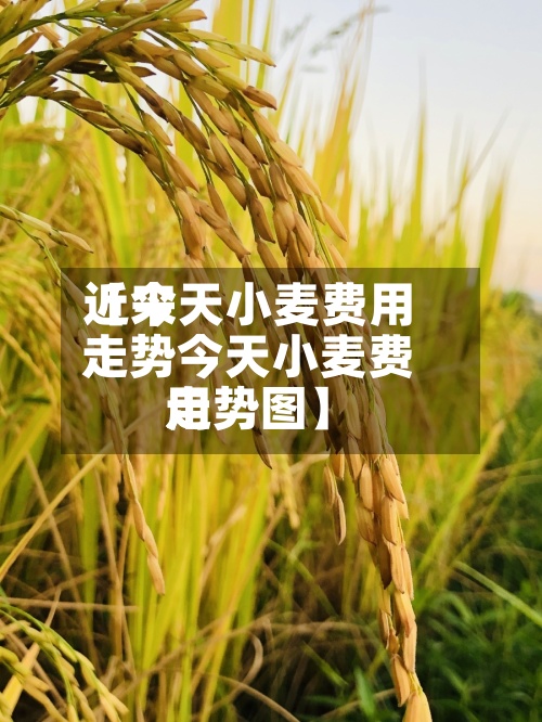 近来
【今天小麦费用
走势今天小麦费用
走势图】-第2张图片