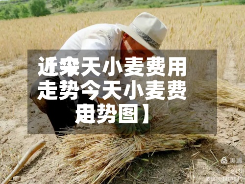 近来【今天小麦费用走势今天小麦费用走势图】
