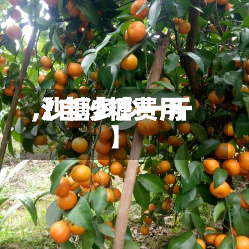 【自沙糖费用
,沙糖多少一斤】