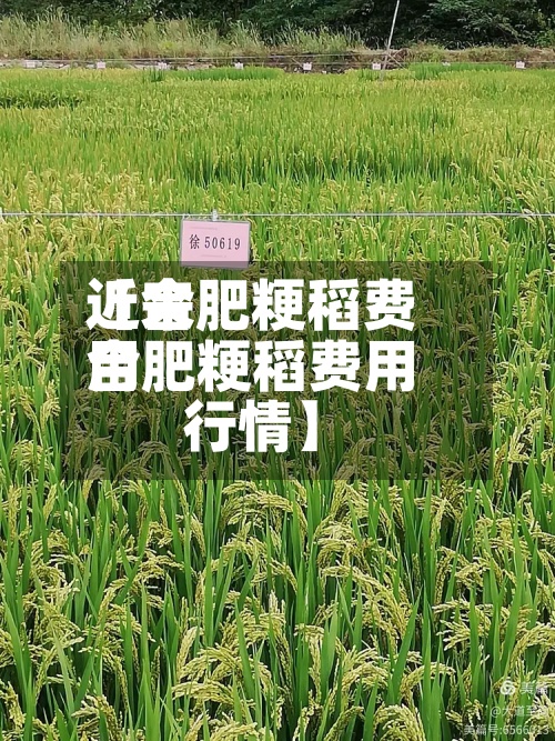 近来
【合肥粳稻费用
合肥粳稻费用
行情】-第2张图片