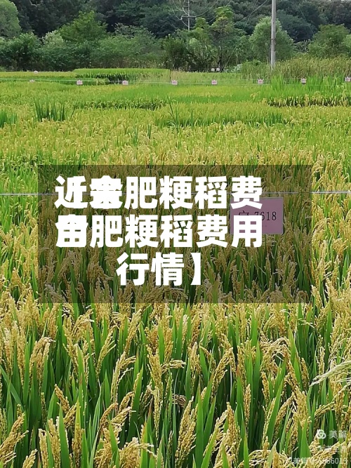 近来
【合肥粳稻费用
合肥粳稻费用
行情】