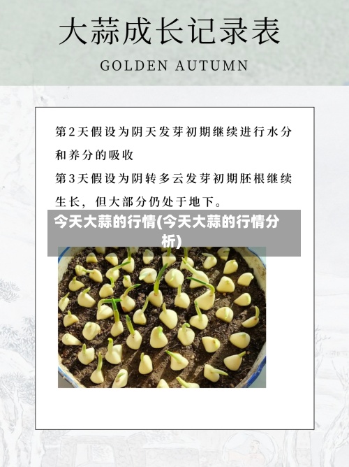 今天大蒜的行情(今天大蒜的行情分析)-第2张图片