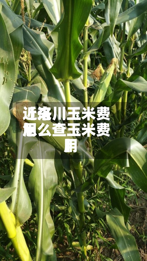 近来
【洛川玉米费用
怎么查玉米费用
】