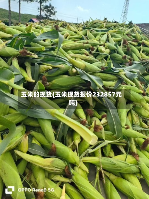 玉米的现货(玉米现货报价232857元吨)-第2张图片