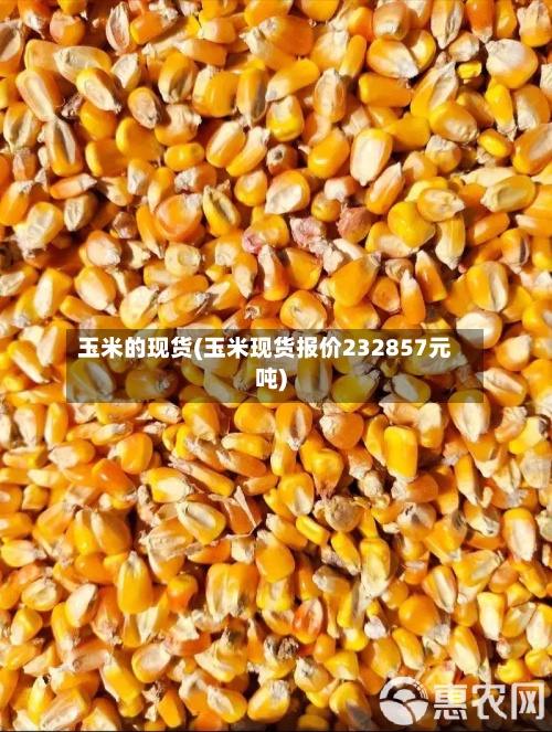 玉米的现货(玉米现货报价232857元吨)