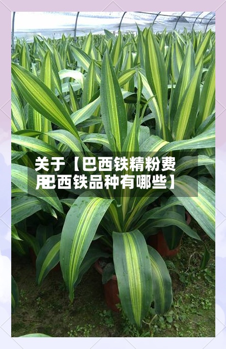 关于【巴西铁精粉费用,巴西铁品种有哪些】