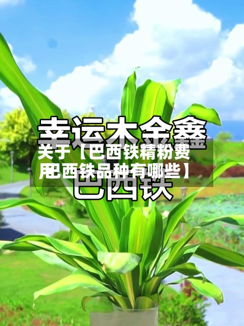 关于【巴西铁精粉费用
,巴西铁品种有哪些】-第3张图片