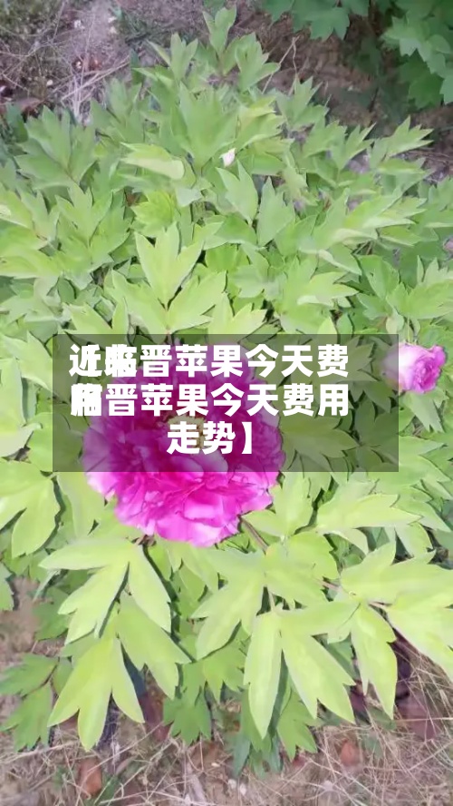 近来
【临晋苹果今天费用
临晋苹果今天费用
走势】
