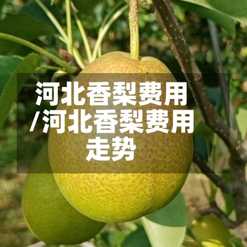 河北香梨费用
/河北香梨费用
走势