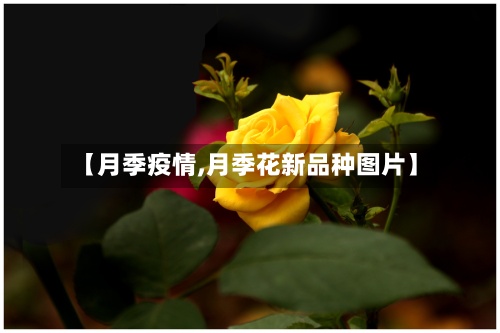 【月季疫情,月季花新品种图片】-第2张图片