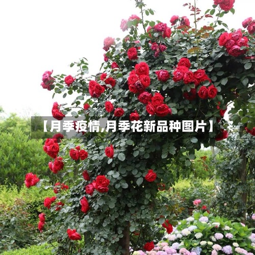 【月季疫情,月季花新品种图片】