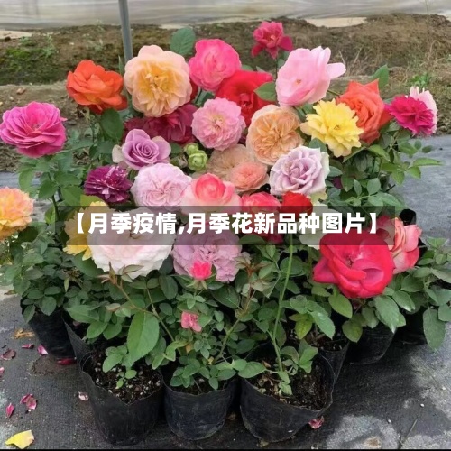 【月季疫情,月季花新品种图片】-第3张图片