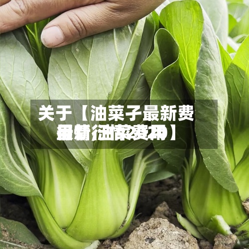 关于【油菜孑最新费用
行情,油菜费用
最新行情2020】