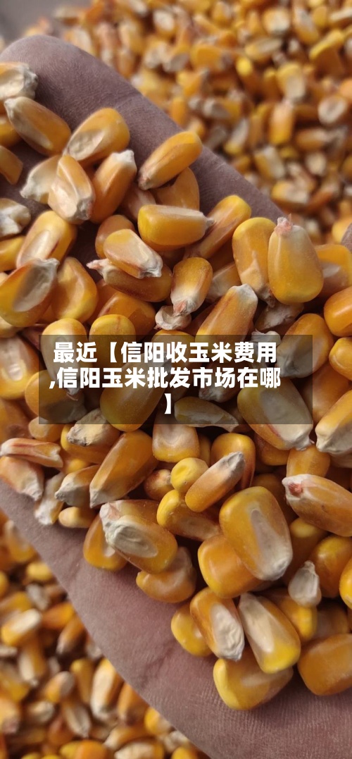 最近【信阳收玉米费用
,信阳玉米批发市场在哪】
