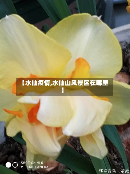 【水仙疫情,水仙山风景区在哪里】