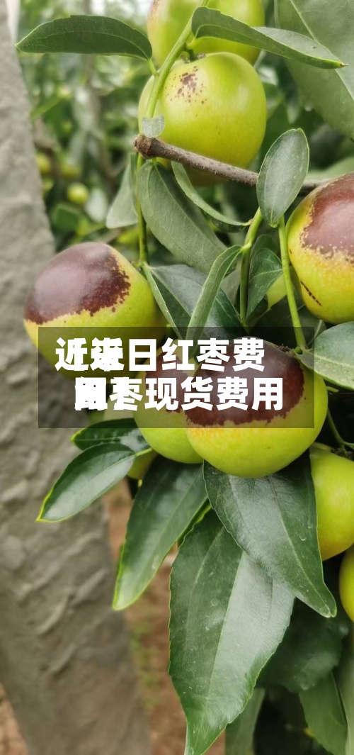 近来【近日红枣费用红枣现货费用网】-第3张图片