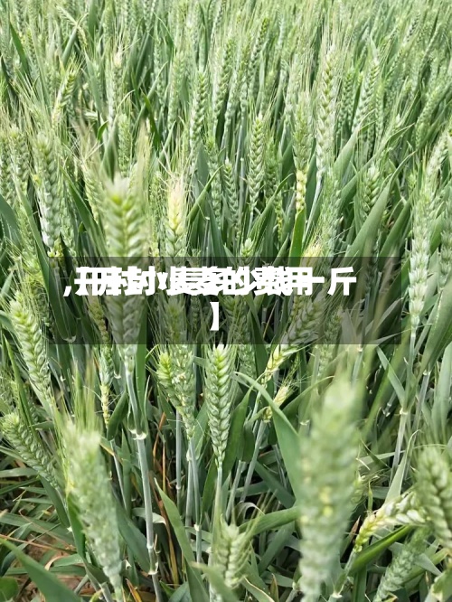 【开封小麦的费用,开封小麦多少钱一斤】-第3张图片