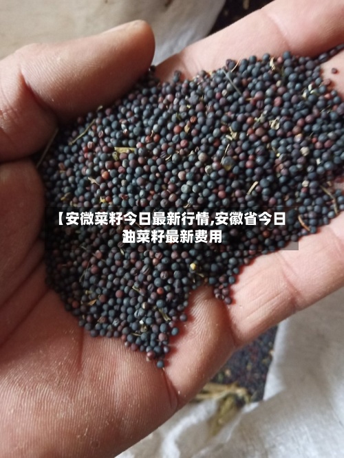 【安微菜籽今日最新行情,安徽省今日油菜籽最新费用
】-第3张图片