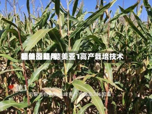 德美亚费用翻倍问题/德美亚1高产栽培技术-第2张图片
