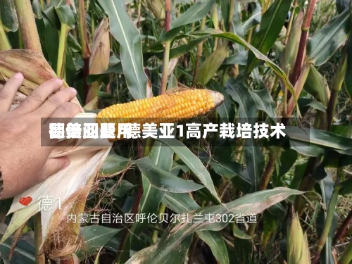 德美亚费用翻倍问题/德美亚1高产栽培技术